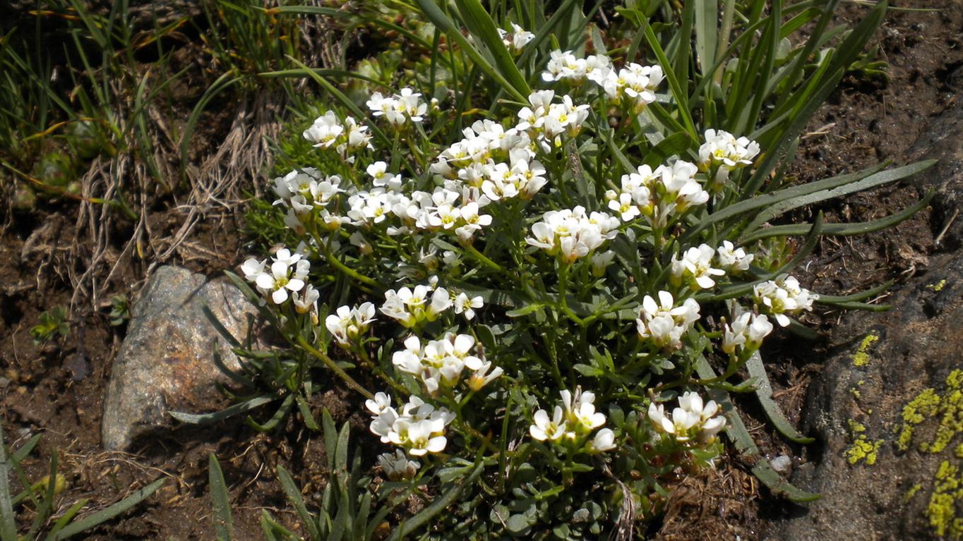 Val d''Aosta 02 - Cardamine resedifolia